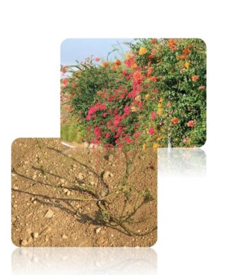 Image for SchöpfungsverANTWORTung